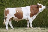 VARTA (Valeur x GS Vogt) VARTA (Valeur x GS Vogt)