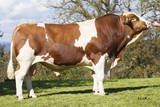 GS MALIK Stier GS MALIK