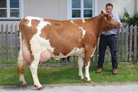 ZV Maishofen am 1.6.2017: Fleckviehkreuzungskuh (V.: Wille) von Paul Hettegger, Großarl ZV Maishofen am 1.6.2017: Fleckviehkreuzungskuh (V.: Wille) von Paul Hettegger, Großarl