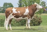 WIGWAM (Wikinger x Stromer)