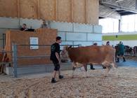 Zucht- und Nutzkälberversteigerung in Wels am 18.6.2019 Zucht- und Nutzkälberversteigerung in Wels am 18.6.2019