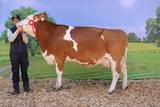 Kärntnermilch Rinderschau Hermagor 2019 - Fleckvieh-Champion der älteren Kühe Kärntnermilch Rinderschau Hermagor 2019 - Fleckvieh-Champion der älteren Kühe