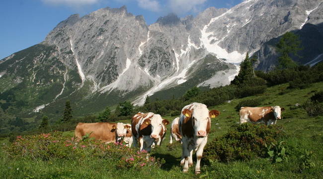 Fleckvieh-Kalbinnen auf der Alm; Foto: Sendlhofer Fleckviehkalbinnen auf der Alm; Foto: Sendlhofer