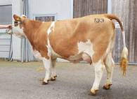 ZV Bergland 3.4.19 - RALDI-Tochter ZV Bergland 3.4.19 - RALDI-Tochter