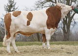 GS POLLED Stier GS POLLED