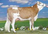 GS VERSETTO-Tochter WICKY GS VERSETTO-Tochter WICKY