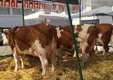 Österreichische Ausstellungskollektion in Bjelovar, Kroatien 2016 Österreichische Ausstellungskollektion in Bjelovar, Kroatien 2016