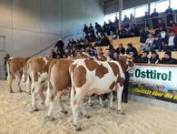 Zuchtviehversteigerung am 22.1.2019 in Lienz. Zuchtviehversteigerung am 22.1.2019 in Lienz.