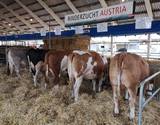 Die steirische Kalbinnenkollektion auf der AGRA 2019 in Gornja Radgona, Slowenien Die steirische Kalbinnenkollektion auf der AGRA 2019 in Gornja Radgona, Slowenien