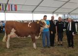WILLE-Tochter - Jungkuhchampion der 13. nationalen Fleckviehschau in Tschechien WILLE-Tochter - Jungkuhchampion der 13. nationalen Fleckviehschau in Tschechien