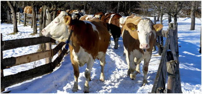 Fleckvieh im Winter; Foto: Baumann Fleckviehkühe beim Winterspaziergang; Foto: Baumann