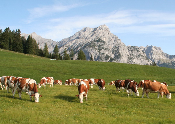 Foto: Leitner Hannes, Tirol
