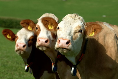 Kalbinnen der Rasse Fleckvieh Drei aufmerksame Fleckviehkalbinnen
