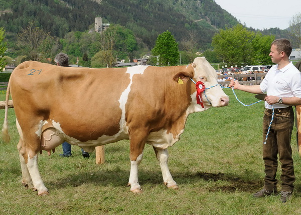 WAL-Tochter LIEBLING von Anton Auer, Metnitz