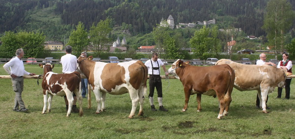 Präsentation von Fleckvieh-Fleisch-Tieren