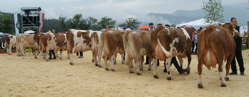 Finalrunde der Jungkühe