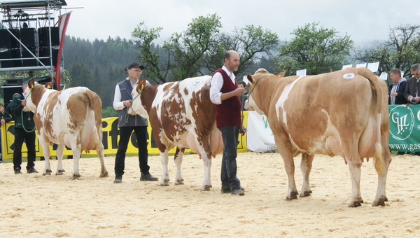 Drei der sechs Kühe im Finale der Kühe mit fünf und mehr Kälbern 