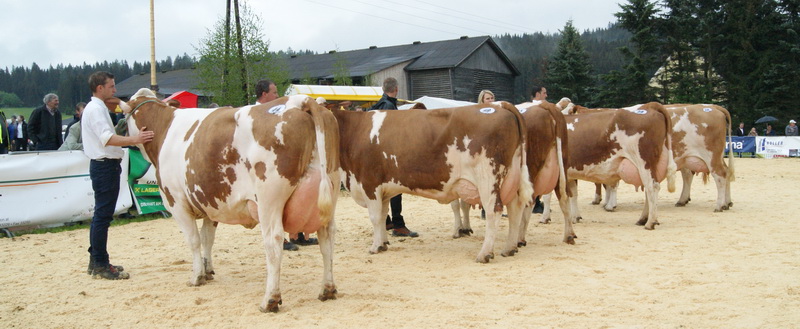 Finalrunde der Kühe mit drei und vier Abkalbungen