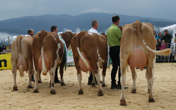 Die Gesamtsiegerinnen (von links): GS RAU-Tochter LARISA (MV: GS Weizen) von Markus Schäffer, GS ZOCKER-Tochter HANNA von Thomas Schindlbacher, GS RAVE-Tochter RELLI von Bernhard Hartl, LADD RED-Tochter MANDY (MV: GS Rave) von Alexandra und Gerhard Rieberer Gusterer 