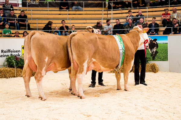 Champion jung: GS WATTKING-Tochter BARONESS (re.) von Familie Straßer, Weißkirchen, Stmk.; Reservechampion: RALDI-Tochter GAEMSE (li.) von Familie Sommerauer, Rabenstein/Pielach, NÖ