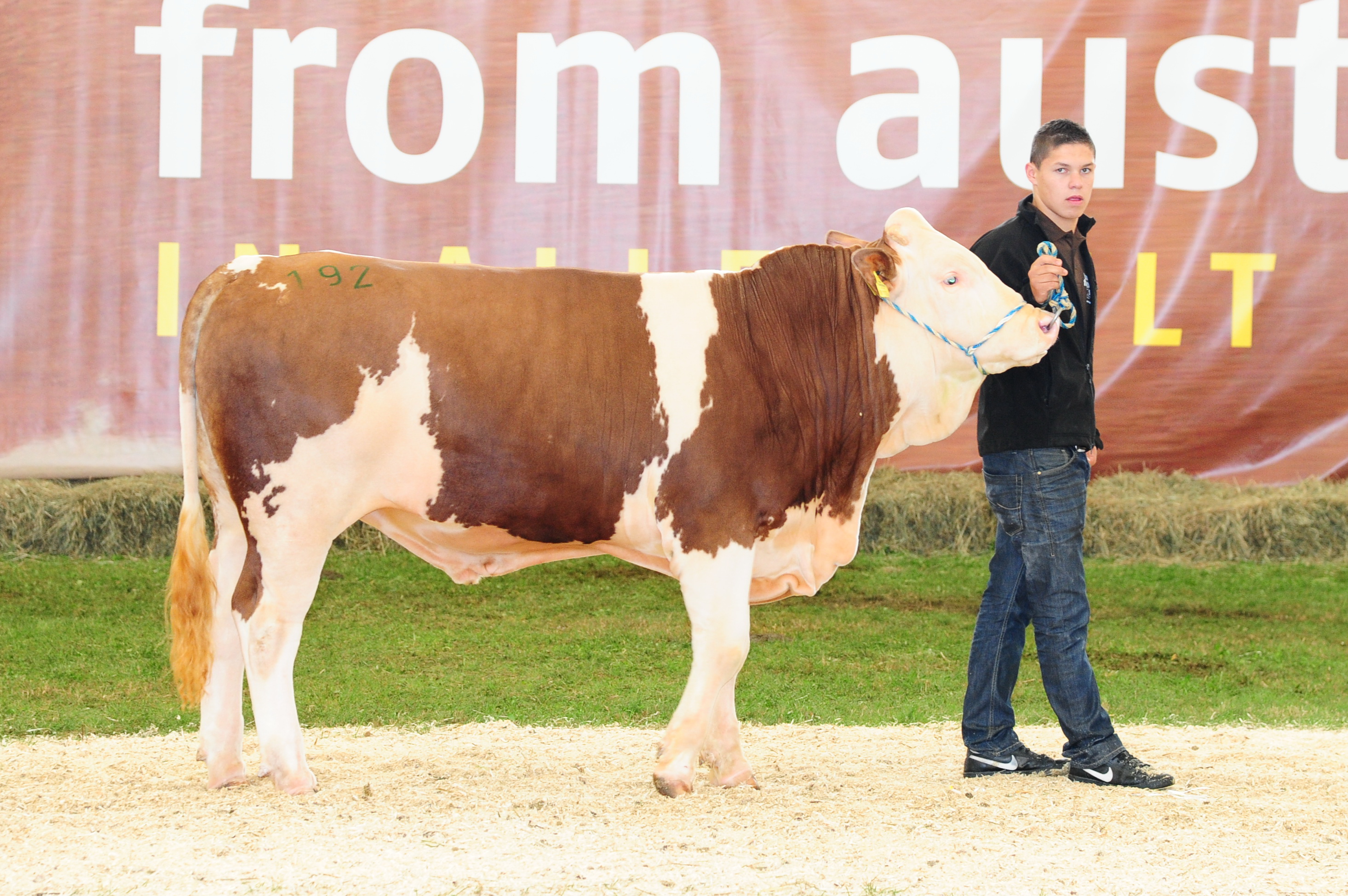 Stier MAESTRO, ein MALHAXL-Sohn, Züchter: Heidemarie und Martin Günzinger, OÖ