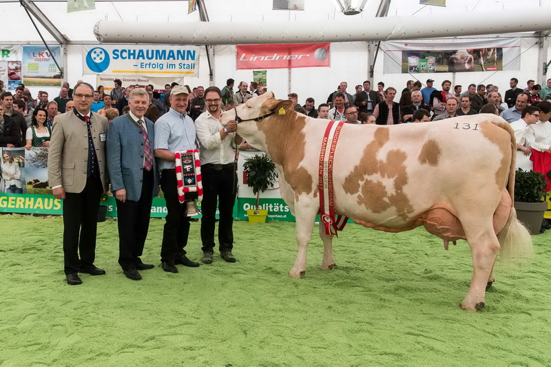 Bundessiegerin der älteren Kühe: GOLDI (V: Rubikon) von Anna u. Josef Haberl, Birkfeld, RZ Steiermark