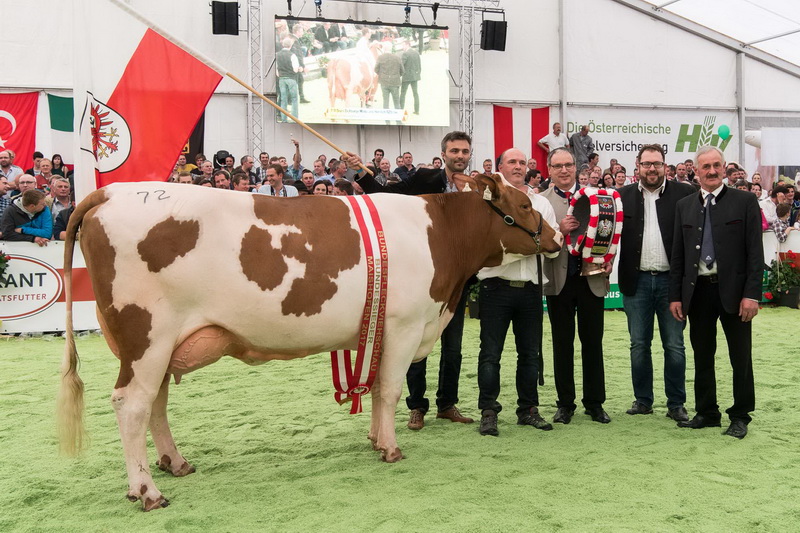 Bundessiegerin der mittleren Kühe: HARMONY (V: Hupsol) von Gramshammer Markus, Vomp, RZ Tirol