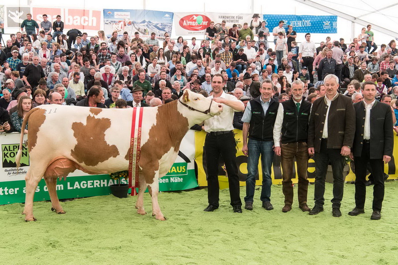 Bundesreservesiegerin der mittleren Kühe: BRUNI (V: GS Oedstein) von Eichberger Heinrich u. Maria, St. Margarethen bei Knittelfeld, RZ Steiermark
