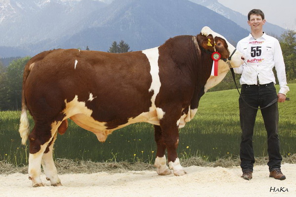 Stier GASTONE (Galu P x Honda) vom betrieb Leitner Martin, Greifenburg