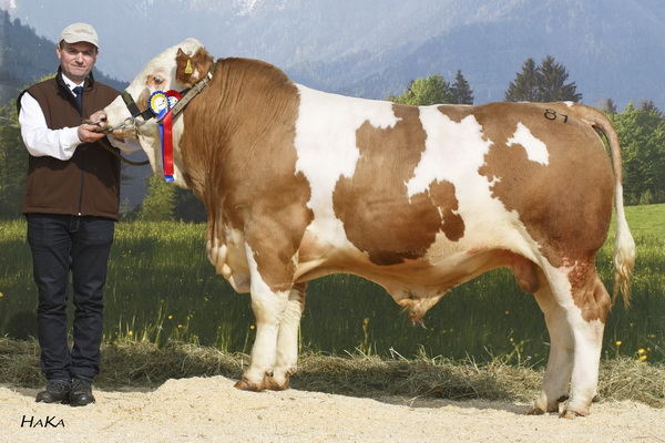 Stier PAPEY von Johannes Raimund Kreil, Oberösterreich