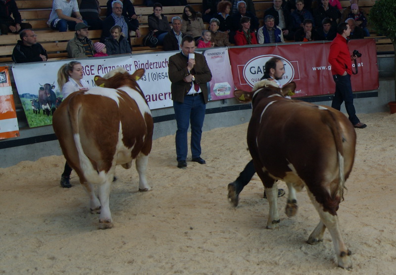 Preisrichter Stefan Tröstl bei der Rangierung der Fleckvieh-Fleisch-Stiere. Rechts das Siegertier, links der Reservesieger