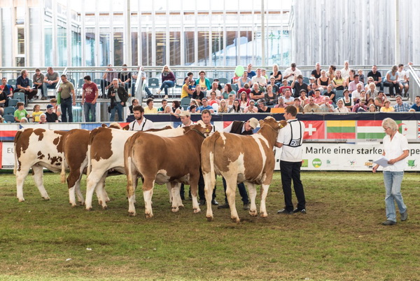 Die Kalbinnengruppe mit Preisrichterin Astrid Roswag, Fleischrinderverband Bayern