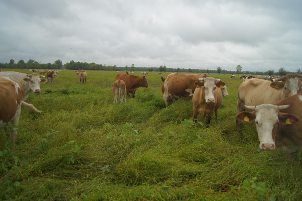 1000 ha für 700 Mutterkühe