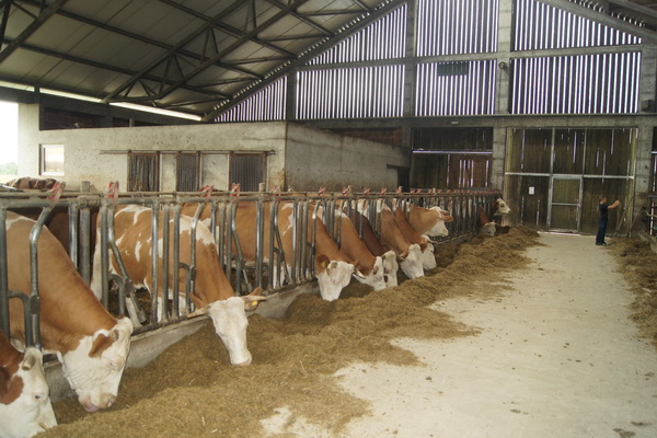 Milchviehstall für 100 Fleckvieh-Kühe