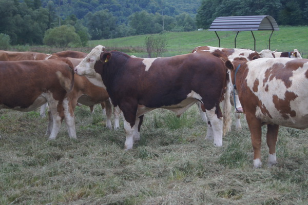 Sprungstier aus der Steiermark