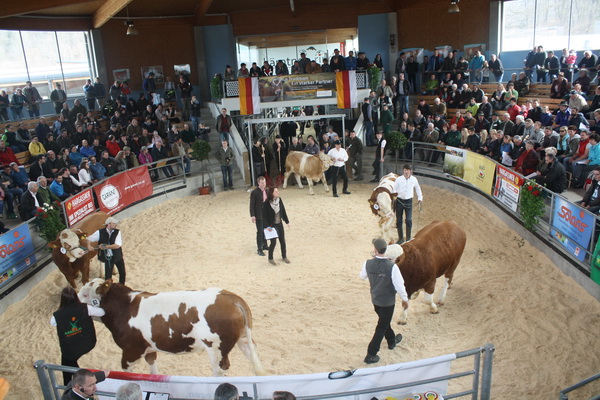 Fleckvieh-Fleisch-Stiere auf der Fleischrindermesse in St. Donat 2017