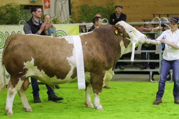 In der Schweiz wird die Rasse Fleckvieh nach ihrem Herkunftsgebiet unter dem Namen Simmental geführt. Siegerstier M-URION