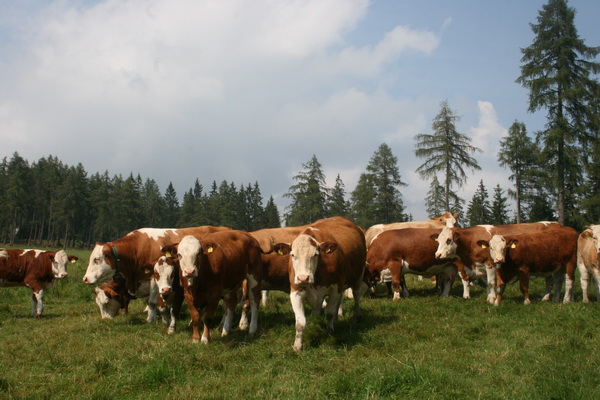 Die Fleckvieh-Fleisch-Herde von Thomas Weishaupt