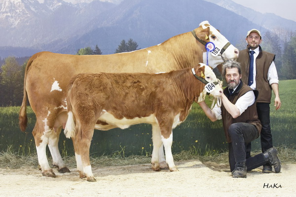 Thomas Weishaupt (stehend) mit MIA, Gruppenreservesiegerin bei der Bundesfleischrinderschau 2016