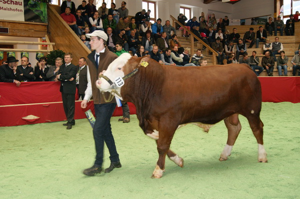 Reservechampion männlich: HEINRICH PP* (V.: Heinrich) von Johannes Raimund Kreil, Oberösterreich