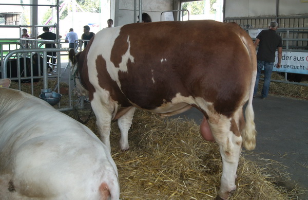 FV-Fleisch-Stier CALIMERO Pp in Slowenien auf der Messe in Gornja Radgona