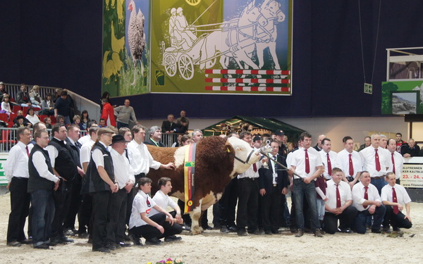 Stier BRUNO Pp mit Züchtern