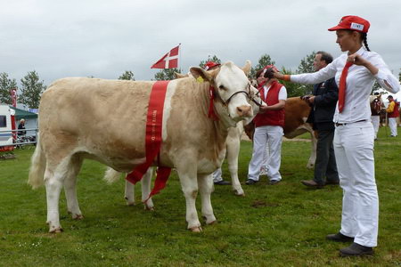 Dänische Jungzüchterin mit prämierter FV-Fleisch-Kalbin