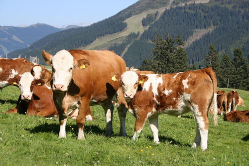 Fleckvieh-Mutterkuh mit Kalb auf der Alm