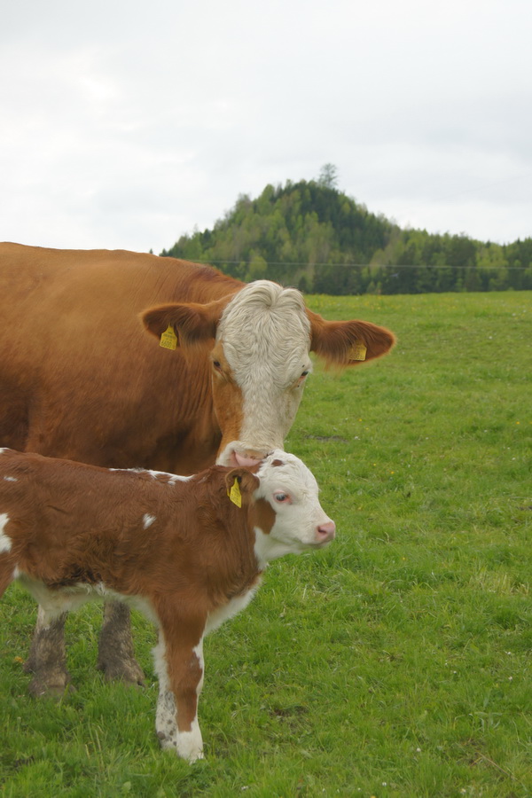 Fleckvieh Mutterkuh mit Kalb