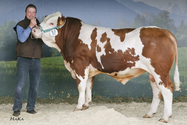 Lienhart Johann mit FV-Fleisch-Stier