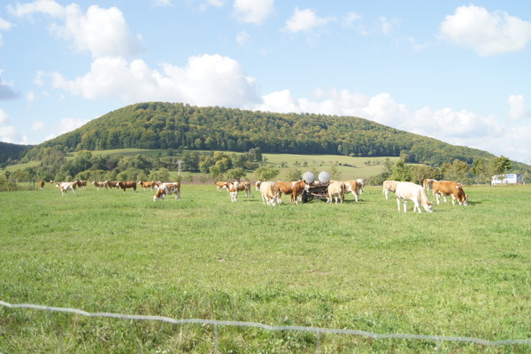 Fleckvieh-Fleisch-Mutterkühe auf der Weide des Ökozentrums Werratal/Thüringen