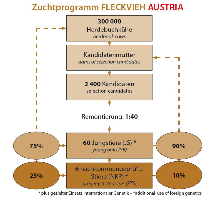 Abb. 6: Genomisches Zuchtprogramm FLECKVIEH AUSTRIA 
