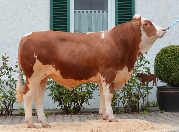 Bester in Österreich gezüchteter Stier nach ÖZW: ZEPTER-Sohn ZAZU AT 265.588.938 vom Betrieb Fürst, Lasberg, RZO (Foto: BV Höchstädt)