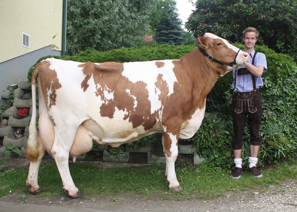 HORTLER-Tochter LORELEI, abgebildet 2013